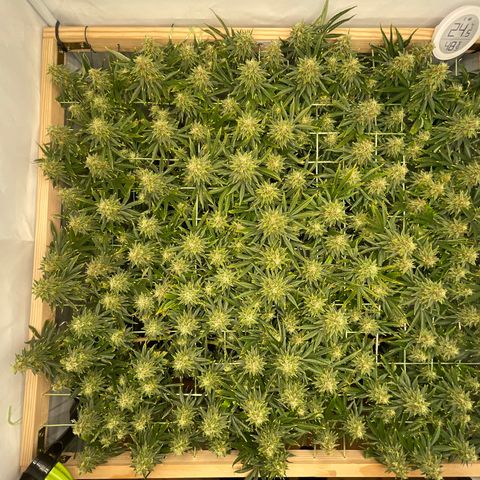 K33 growlog timeline photo
