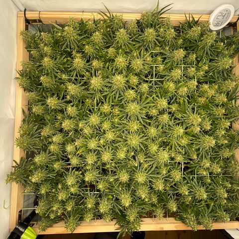 K33 growlog timeline photo