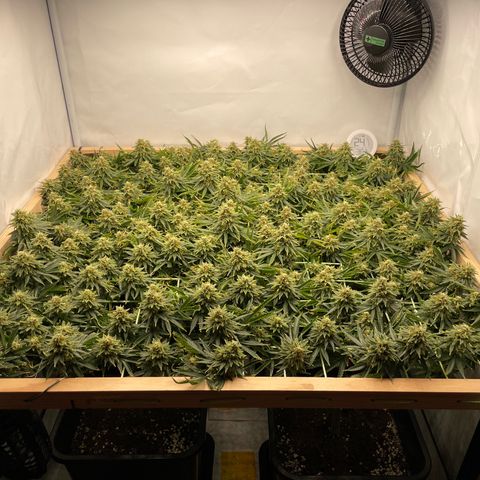 K33 growlog timeline photo