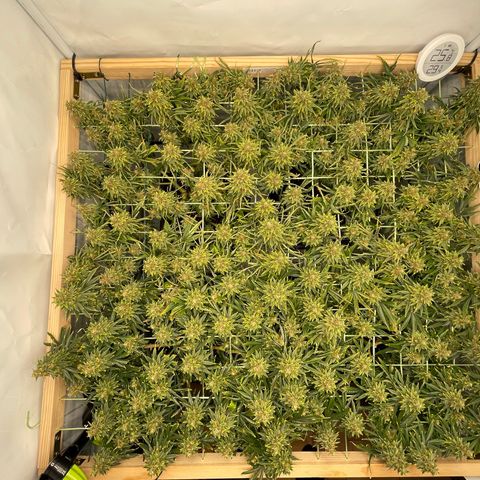 K33 growlog timeline photo