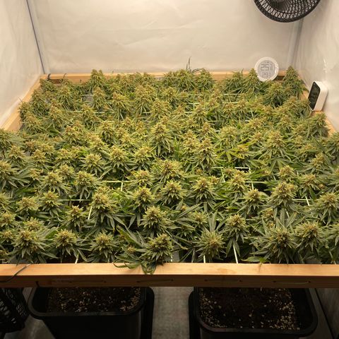 K33 growlog timeline photo