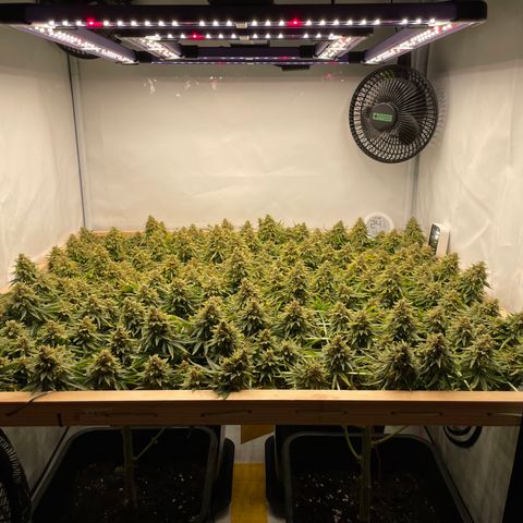 K33 growlog timeline photo