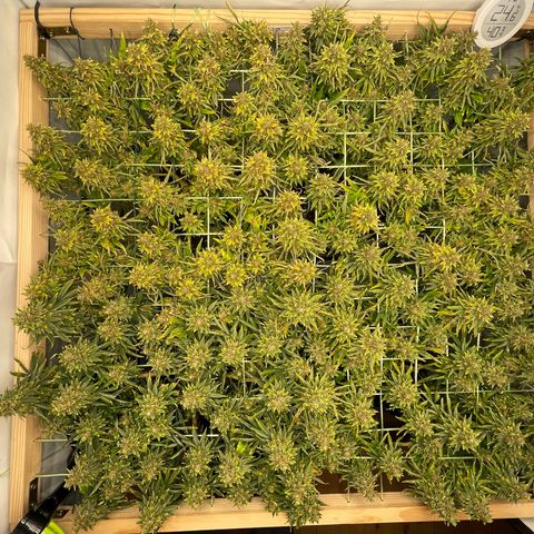 K33 growlog timeline photo