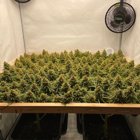 K33 growlog timeline photo