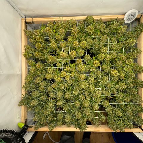 K33 growlog timeline photo