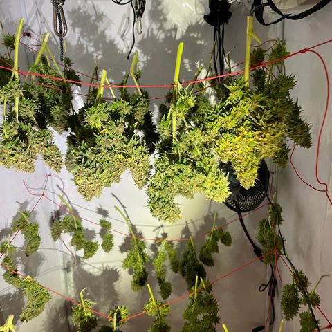 K33 growlog timeline photo