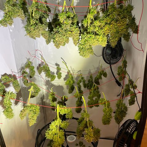 K33 growlog timeline photo