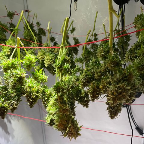 K33 growlog timeline photo