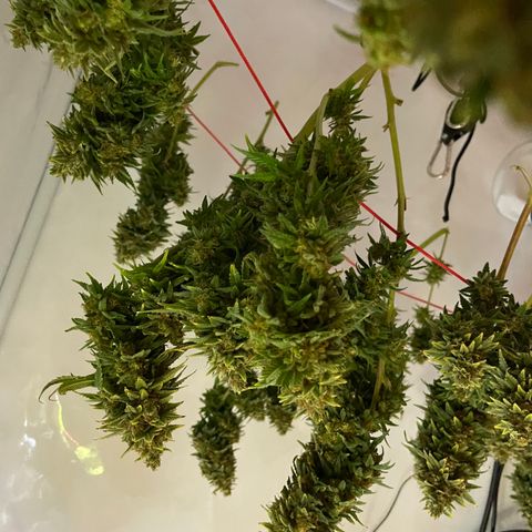 K33 growlog timeline photo