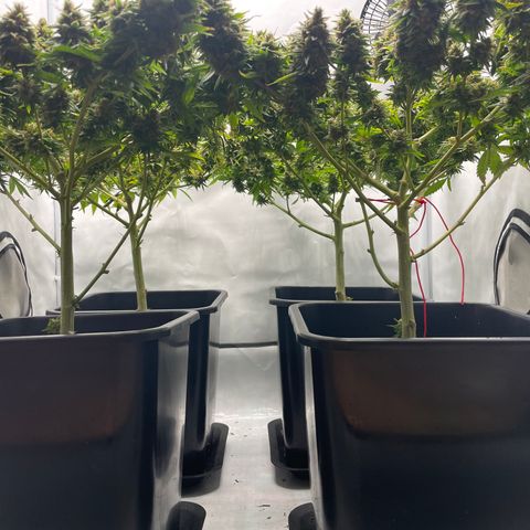 K33 growlog timeline photo