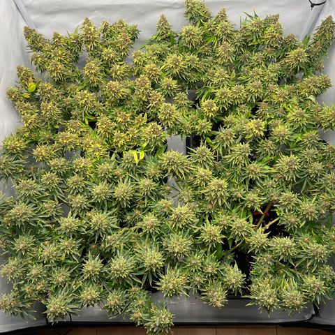 K33 growlog timeline photo