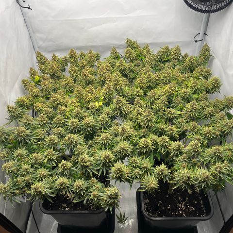 K33 growlog timeline photo