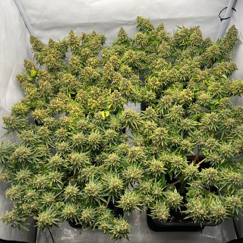 K33 growlog timeline photo