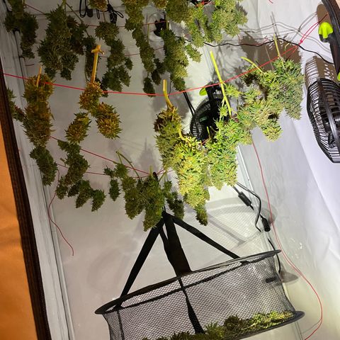 K33 growlog timeline photo