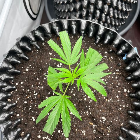Green Crack #1 growlog timeline photo