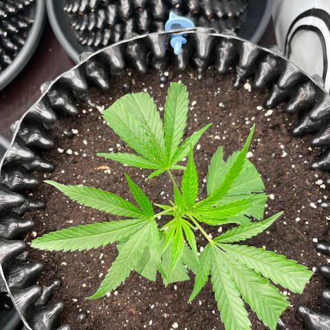 Green Crack #1 growlog timeline photo