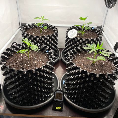 Green Crack #1 growlog timeline photo