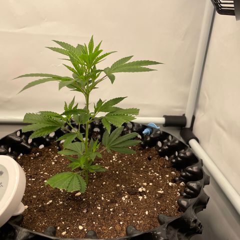 Green Crack #1 growlog timeline photo