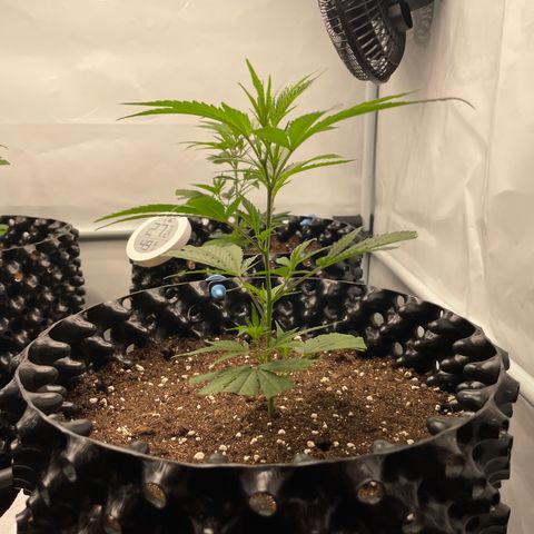 Green Crack #1 growlog timeline photo