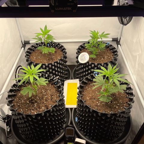 Green Crack #1 growlog timeline photo