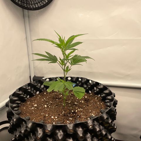 Green Crack #1 growlog timeline photo