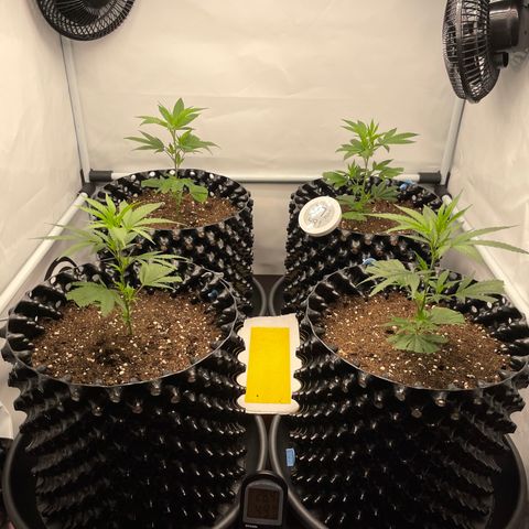 Green Crack #1 growlog timeline photo