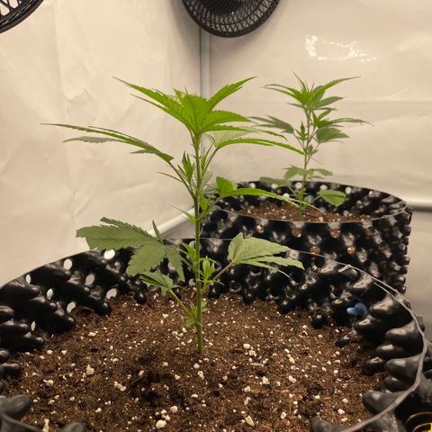 Green Crack #1 growlog timeline photo