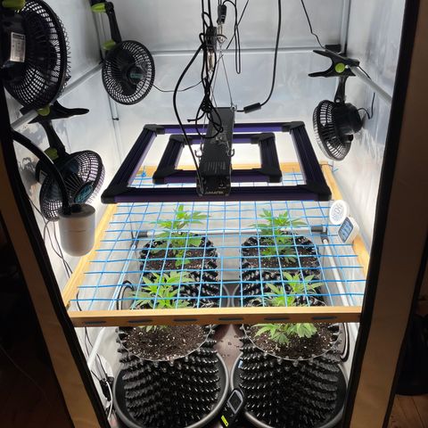 Green Crack #1 growlog timeline photo
