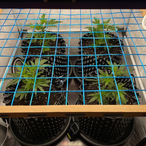 Green Crack #1 growlog timeline photo