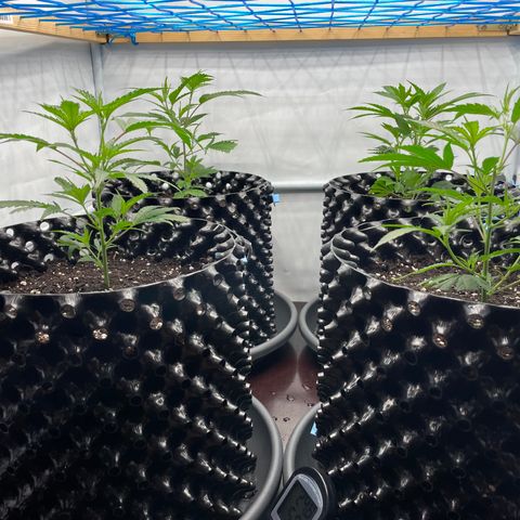 Green Crack #1 growlog timeline photo