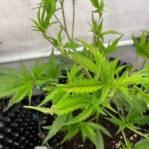 Green Crack #1 growlog timeline photo