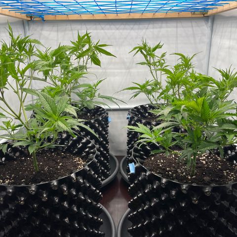 Green Crack #1 growlog timeline photo