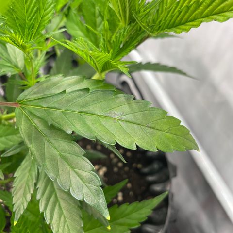 Green Crack #1 growlog timeline photo