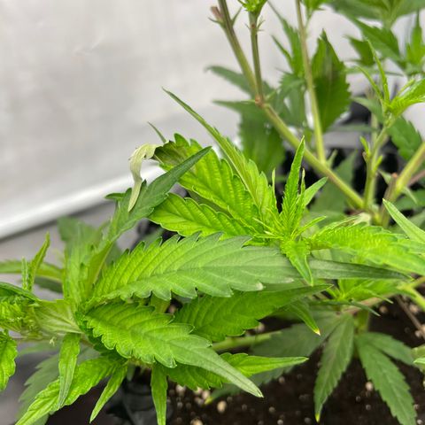 Green Crack #1 growlog timeline photo
