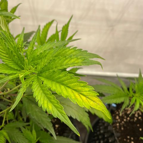 Green Crack #1 growlog timeline photo