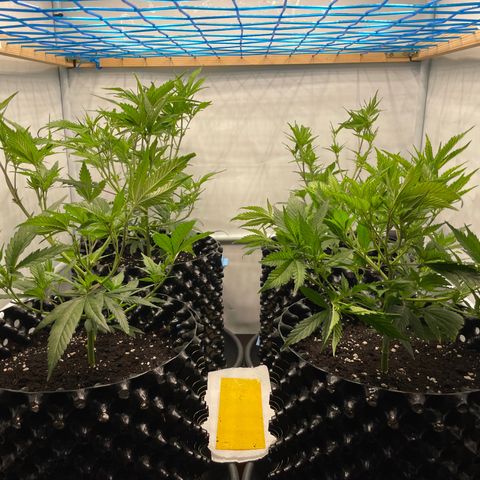 Green Crack #1 growlog timeline photo