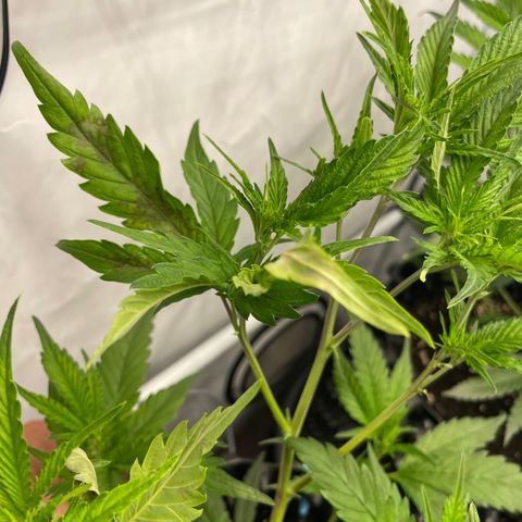 Green Crack #1 growlog timeline photo