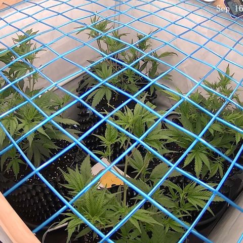 Green Crack #1 growlog timeline photo