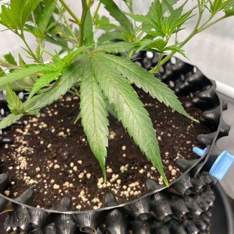 Green Crack #1 growlog timeline photo