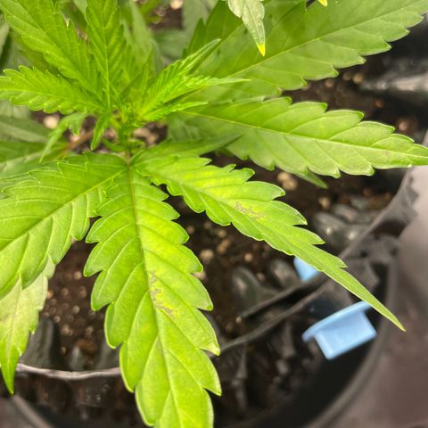 Green Crack #1 growlog timeline photo