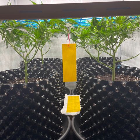 Green Crack #1 growlog timeline photo