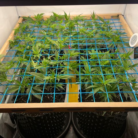 Green Crack #1 growlog timeline photo
