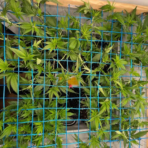 Green Crack #1 growlog timeline photo