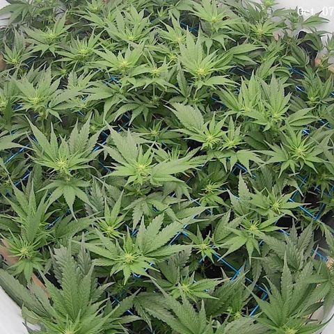 Green Crack #1 growlog timeline photo