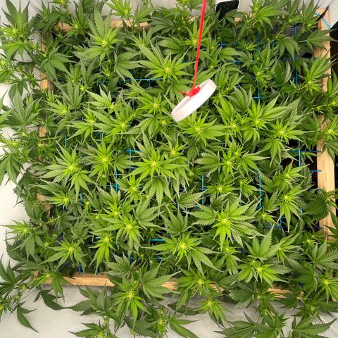 Green Crack #1 growlog timeline photo