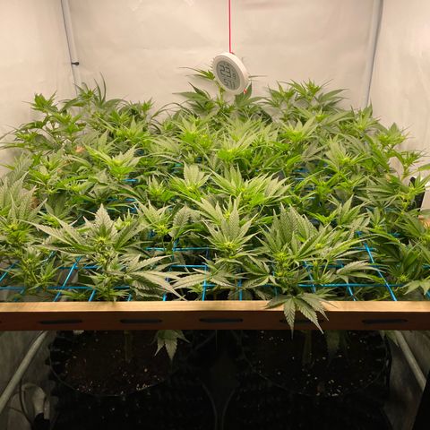 Green Crack #1 growlog timeline photo