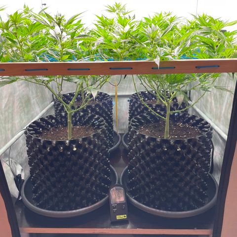 Green Crack #1 growlog timeline photo