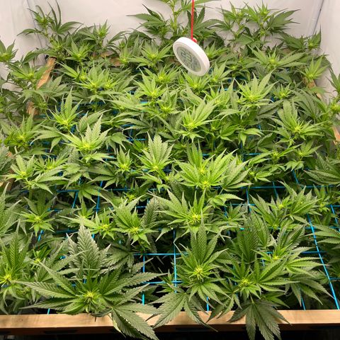 Green Crack #1 growlog timeline photo