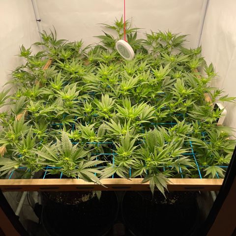 Green Crack #1 growlog timeline photo