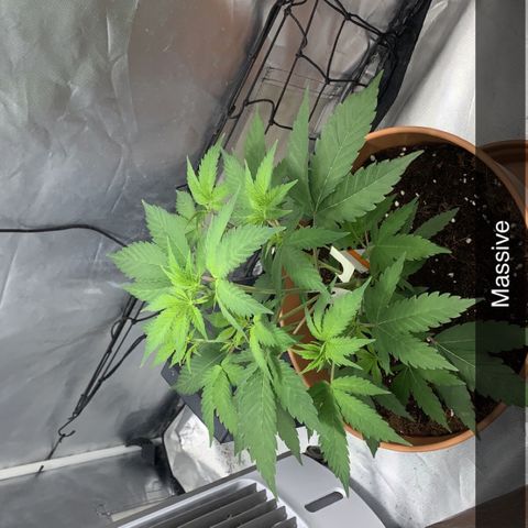 Flavour chasers  growlog timeline photo
